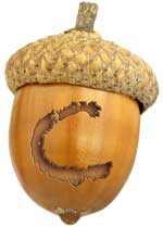Acorn-C